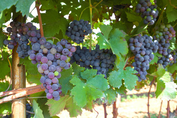 A bunch of grapes with leaves in a vineyard
