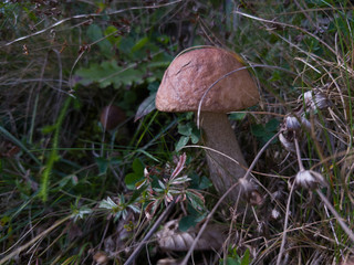 the mushroom in the grass