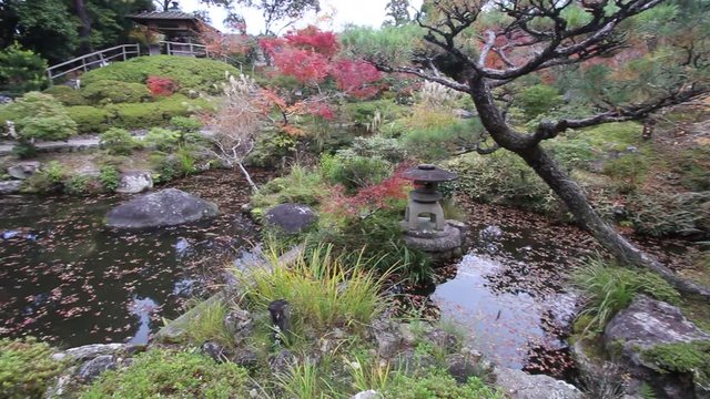 Autumn leaves in Japan - red momiji leaves (maple tree) in a Japanese tea garden of Yoshikien, Nara, Japan.
