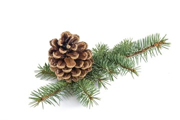 Fototapeta premium Winter pine cones