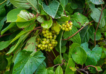 not yet ripe, green berries of Chinese magnolia vine