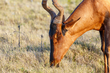 Close up of a Red hartebeest eating grass