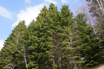 trees in the forest for you