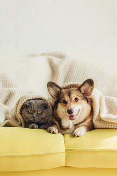 Cute Welsh Corgi Dog And Cat Lying Under Blanket On Sofa