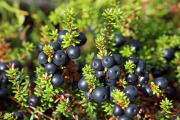 Empetrum. Ripe crowberry fruit in the forest tundra of Siberia - obrazy, fototapety, plakaty