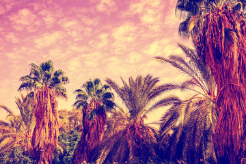 Grove of tropic palm trees against the sunset sky. Tropical evening landscape