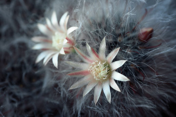 Fototapeta premium Horizontal shot of blooming fluffy cactus with two white flowers.