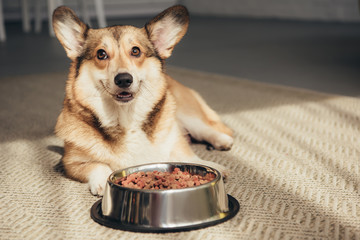 Pembroke Welsh Corgi lying on floor with bowl full of dog food - Powered by Adobe