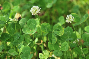 クローバー