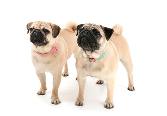 Cute pug dogs on white background