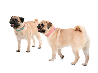 Obraz premium Cute pug dogs on white background