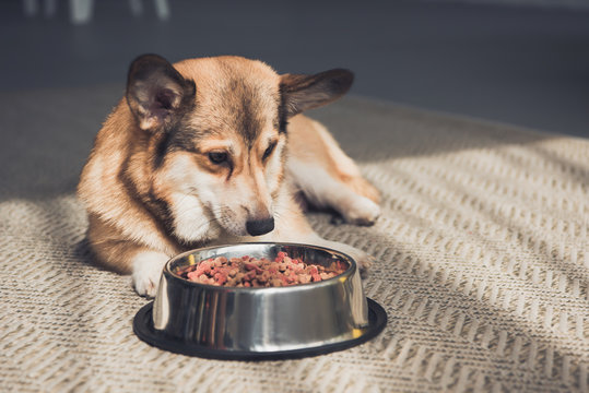 Welsh Corgi Lying On Floor With Bowl Full Of Dog Food