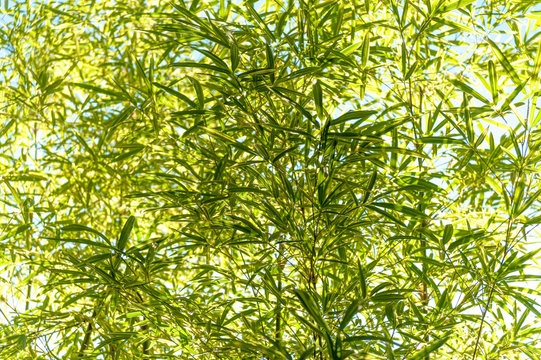 Bamboo leaves (Pleioblastus viridistriatus - common name: green dwarf). Horizontal shot. Isolated. Close up. Outdoors. Background sky blue.