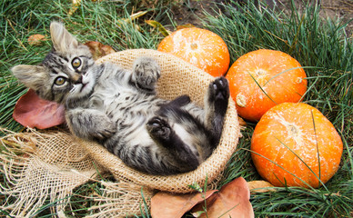 Kitten lies in a basket on an autumn background with pumpkins