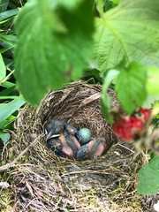 Two baby blackbirds in the nest and one egg