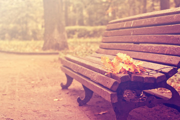autumn landscape, oak branches lie on old bench