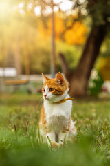young ginger male cat is sitting in grass on sunny evening © akini