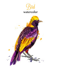 Watercolor tropic bird Vector. Colorful tropic painted style illustrations