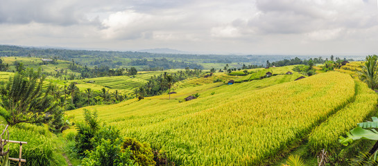 Fototapeta na wymiar Beautiful Jatiluwih Rice Terraces against the background of famous volcanoes in Bali, Indonesia