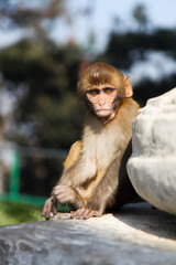 Baby monkey in Nepal.