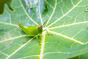 Young green grasshopper on the leafs.