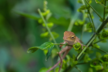 A brown Asia chameleon on the tree.