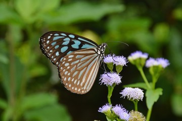 a beautiful butterfly