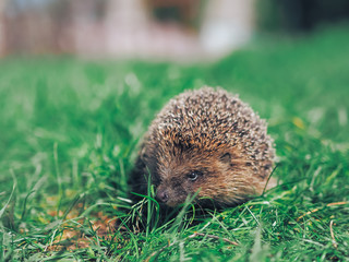 Hedgehog traveling at the green grass