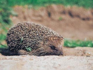Hedgehog traveling at the green grass