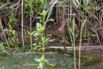 Spotted crake on the west coast in Sweden