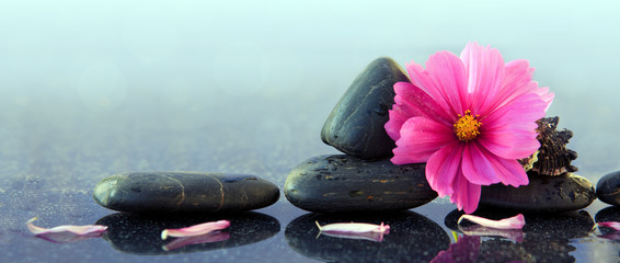 Obraz na płótnie Canvas Black spa stones and pink cosmos flower.