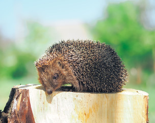 Hedgehog traveling at the green grass