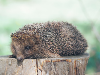 Hedgehog traveling at the green grass