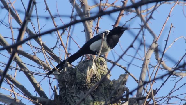 A black billed Magpie (Pica Pica) on her hunt for food to the nestlings. This one captured in a woodland environment, posing on top of a tree.