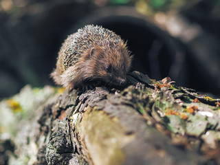 Hedgehog traveling at the forest