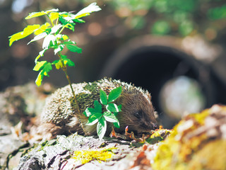 Hedgehog traveling at the forest