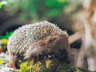 Hedgehog traveling at the forest