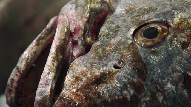 CLOSE UP, Fresh corvina or white seabass at a fish market with silver and brown scales
