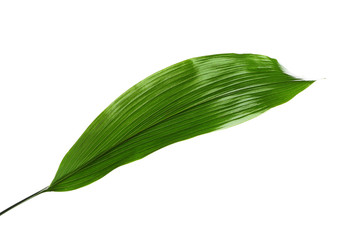Obraz premium Beautiful tropical Aspidistra leaf on white background