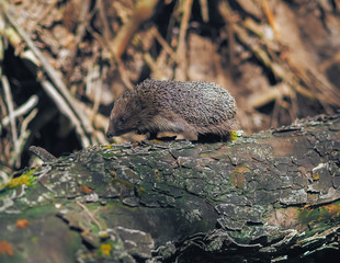 Hedgehog traveling at the forest