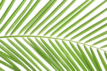 Beautiful tropical palm leaf on white background