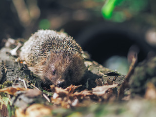 Hedgehog traveling at the forest