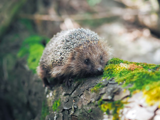 Hedgehog traveling at the forest