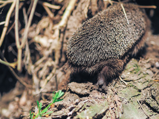 Hedgehog traveling at the forest