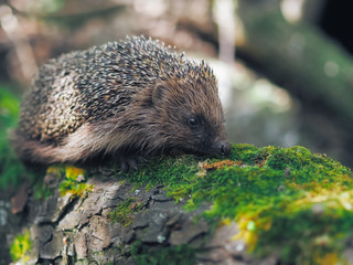 Hedgehog traveling at the forest © Sergii Mironenko