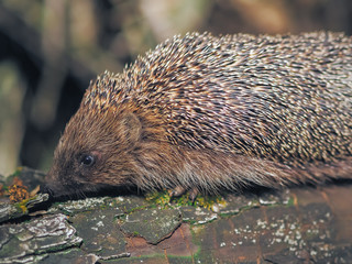Hedgehog traveling at the forest