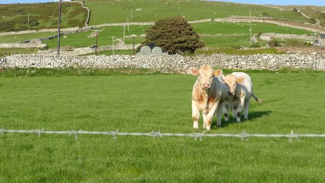 Cream phase Belgian Blue Cow filmed in the Barmouth, Llanaber and Gwynedd area in North Wales.