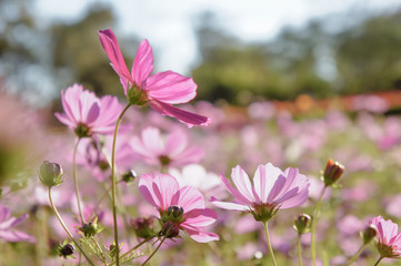 Fototapeta premium beauty flowers in the nature park , cosmos flowers in the meadow