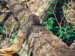 Hedgehog traveling at the forest