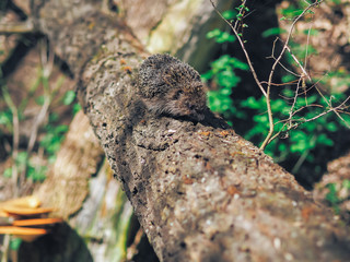 Hedgehog traveling at the forest
